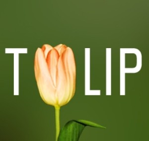 Tulip Cup (30.04-01.05)